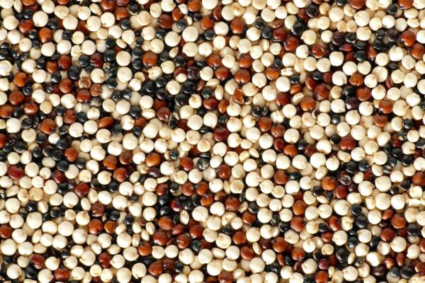 quinoa multicolore vrac bio