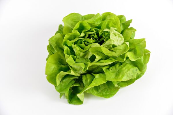 salade laitue verte produit vrac bio